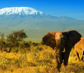 8 días de safari combinado en Kenia y Tanzania - Photo 4