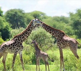 8 Tage private luxuriöse Big-Five-Safari in Tansania in Tarangire, Ngorongoro und Serengeti - Photo 2