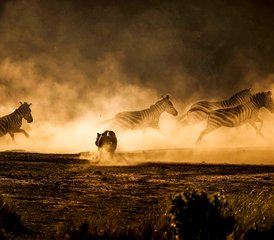 5 Tage 4 Nächte Tansania Fotografische Safari - Photo 5