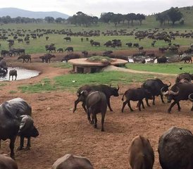 2 Tage Beeindruckende Tsavo Ost- und Taita Hills Safari in Kenia ab Mombasa - Photo 3