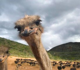 6 Tage Garden-Route-Safari-Tour inklusive Addo-Elephant-Park-Abenteuer in Südafrika - Photo 4