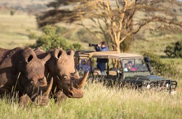 7 Tage Mara Migration Spezial Safari in Kenia