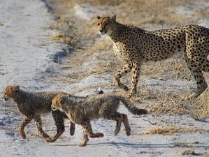 7 Day Chobe and Moremi Classic Safari in Botswana