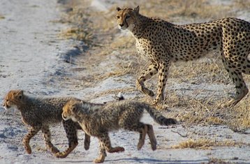 7-Daagse Chobe en Moremi Klassieke Safari in Botswana