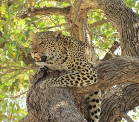 6 Tage Mobile Safari mit Voller Versorgung - Photo 5