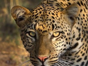 6 Day Victoria Falls and Chobe Explorer Safari in Zimbabwe and Botswana