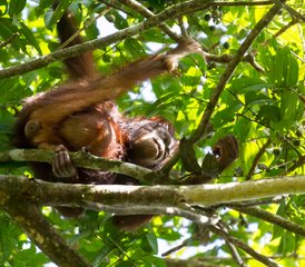 3 jours en stage de safari des secrets de la rivière du cœur sauvage de Bornéo à Sandakan, Malaisie - Photo 5