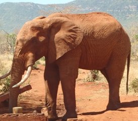 82 Tage Wunderbare Tsavo West und Tsavo East Safari in Kenia von Mombasa - Photo 1
