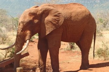 2 jours en stage de safari routier merveilleux à Tsavo Est et Ouest au Kenya au départ de Mombasa