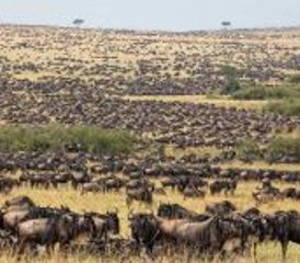 93 Tage Maasai Mara Gruppensafari & Authentische Maasai-Dorf-Begegnung in Kenia - Photo 1
