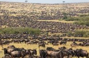 3 Tage Maasai Mara Gruppensafari & Authentische Maasai-Dorf-Begegnung in Kenia