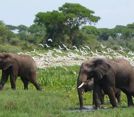 3 jours en stage de safari animalier à Murchison Falls et au sanctuaire des rhinocéros de Ziwa, Ouganda - Photo 4