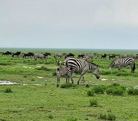 3 jours safari dans la réserve de gibier du Maasai Mara, un magnifique sanctuaire de la faune, Kenya - Photo 2