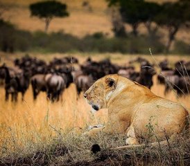 10 Tage Kenia-Rundreise mit Straßen- und Flugsafari sowie Strandaufenthalt - Photo 3