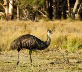 3 Tage Melbourne nach Adelaide Überland Wildlife Tour in Australien - Photo 3