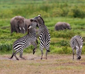8-Daagse Privé Luxe Safari in Amboseli Naivasha Nakuru en de Mara Kenia - Photo 2