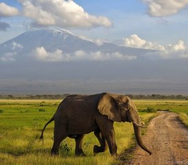 3 jours en stage de safari classique au parc national d’Amboseli au Kenya - Photo 5