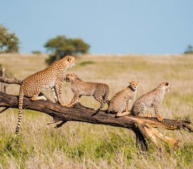 9 Tage Safari mit der Chance, die Große Migration beim Überqueren des Mara-Flusses zu sehen in Tansania - Photo 4