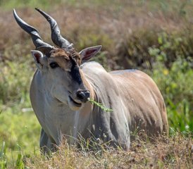 4 Day Game Drive and Boat Safari in Nyerere National Park with Departure from Zanzibar, Tanzania - Photo 3