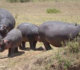 8 jours safari camping combiné Kenya et Tanzanie, Kenya et Tanzanie - Photo 4