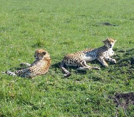 8 jours en stage de safari au Masai Mara - lac Manyara - Ngorongoro au Kenya et en Tanzanie - Photo 2