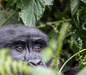 630 Tage Safari zum Artenschutz in Uganda - Photo 1