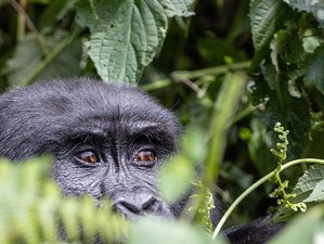 30 días de safari de conservación en Uganda