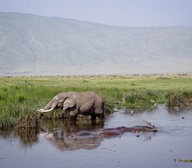 2-Tage Ngorongoro-Krater-Safari und Arusha-Stadtrundfahrt - Photo 2