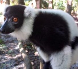 9 jours circuit faune à la réserve des lémuriens et de Palmarium à Madagascar, Madagascar - Photo 2