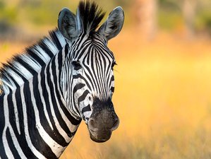 5 Day Family Friendly Tanzania Safari Tour - Tarangire, Ngorongoro Crater, Serengeti, and Mto wa Mbu