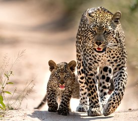 83 jours en stage d’aventure safari en groupe dans le parc national du Serengeti et le cratère du Ngorongoro, Tanzanie - Photo 1