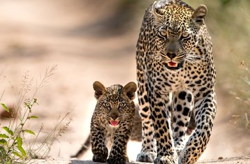 3 jours en stage d’aventure safari en groupe dans le parc national du Serengeti et le cratère du Ngorongoro, Tanzanie