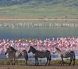 52 jours en stage de safari en camping à Tarangire et au cratère du Ngorongoro, Tanzanie - Photo 1