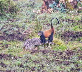 4 jours safari de trekking des gorilles de montagne au parc national des Volcans, Rwanda - Photo 3