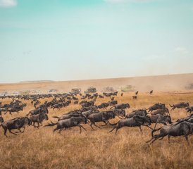 6-Daagse Beste van Kenia Safari: Maasai Mara, Lake Nakuru en Amboseli National Parks - Photo 5