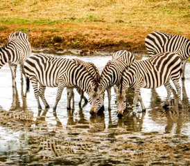 4 días de safari de lujo en Tarangire, Serengeti y Ngorongoro en Tanzania - Photo 2