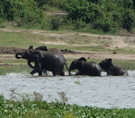 6 Tage Ugandische Safari mit Gorillas und Schimpansen in den Nationalparks Bwindi, Kibale und Queen Elizabeth - Photo 5