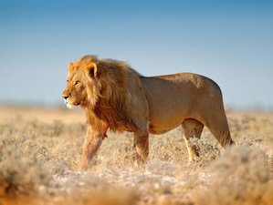 14 Tage Namibia Highlights Familien-Camping-Safari