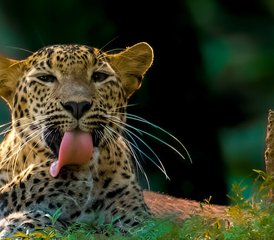 11 Tage Leopard Wildlife Tour in Wilpattu, Wasgamuwa, Kumana und Yala Nationalparks in Sri Lanka - Photo 2