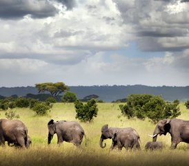 5 jours safari aventure au parc national du Serengeti, Tanzanie - Photo 2