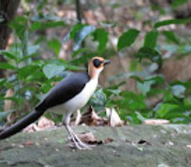 18 Tage Picathartes- und Upper Guinea Endemics Vogelbeobachtungstour in Ghana - Photo 4