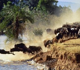 7-Daagse Budget Groepssafari naar Maasai Mara, Lake Nakuru, Naivasha en Amboseli in Kenia - Photo 5