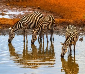 4 Day Unforgettable Masai Mara Safari in Kenya - Photo 3