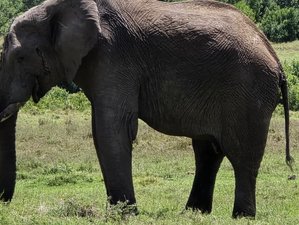 5 Day Private Camping Safari in Samburu and Ol Pejeta in Kenya