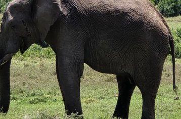 5-daagse privé-campingsafari in Samburu en Ol Pejeta, Kenia