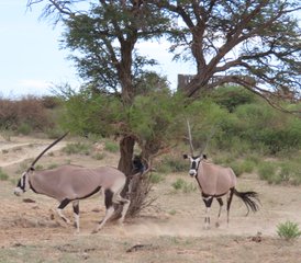 5 jours safari dans le Kgalagadi avec conduite autonome guidée de catégorie intermédiaire, Afrique du Sud - Photo 5