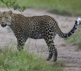 14 jours en stage de safari au cœur des terres sauvages de l’Ouganda - Photo 4