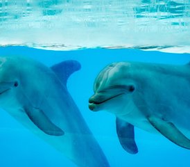 67 Day Dolphin Magic: Atlantis Codes Holiday for Women in Alice Town, Bahamas - Photo 1