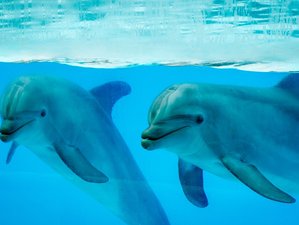7 Day Dolphin Magic: Atlantis Codes Holiday for Women in Alice Town, Bahamas