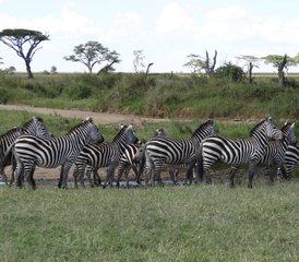4 Tage Ngorongoro-Krater, Lake Manyara und Tarangire-Nationalpark Safari in Tansania - Photo 3